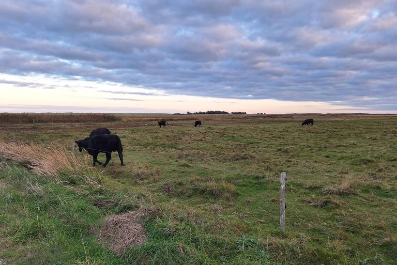 Foto von Ferienhaus QI37 in Sæby - Nordjütland Ost