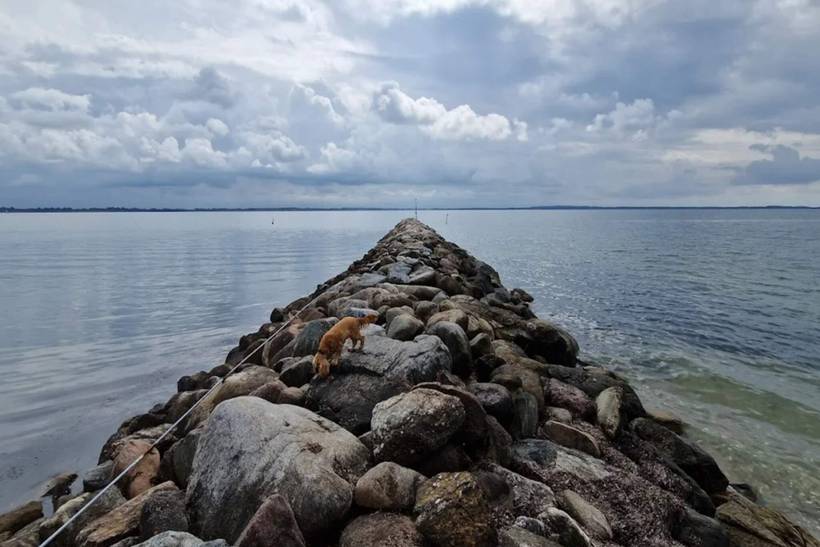 Foto von Ferienhaus QJ31 auf Sillerslev - Mors - Thy/Limfjord