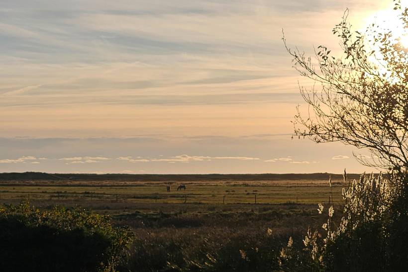 Foto von Ferienhaus QP64 in Blåvand - Westjütland