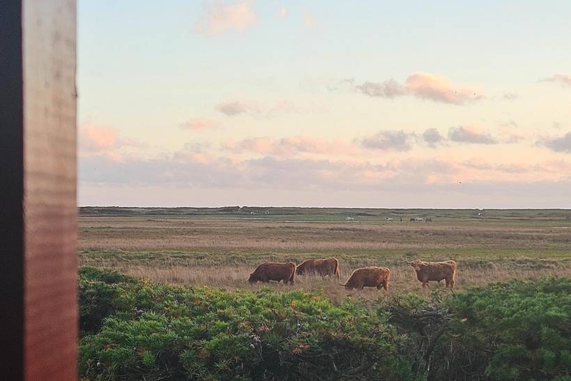 Foto von Ferienhaus QP64 in Blåvand - Westjütland