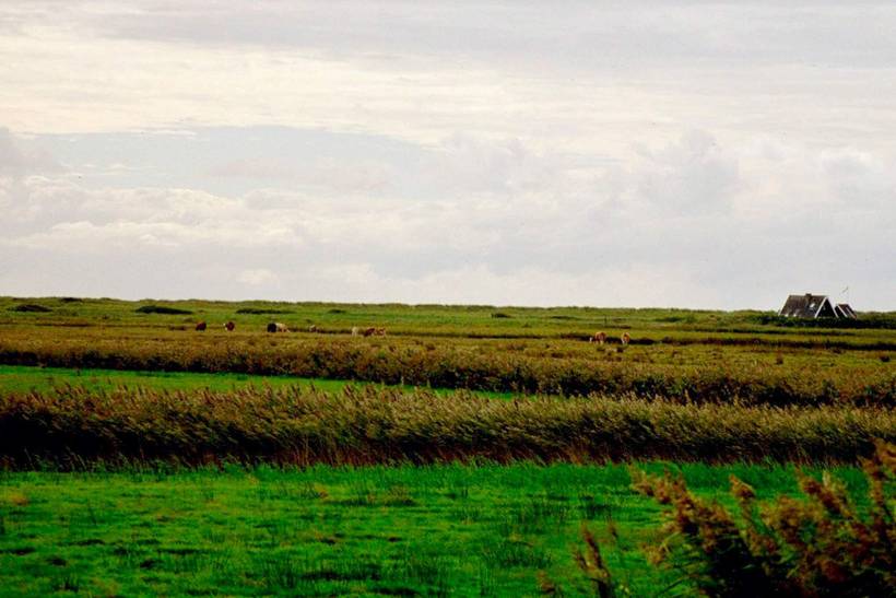 Foto von Ferienhaus QT21 in Blåvand - Westjütland
