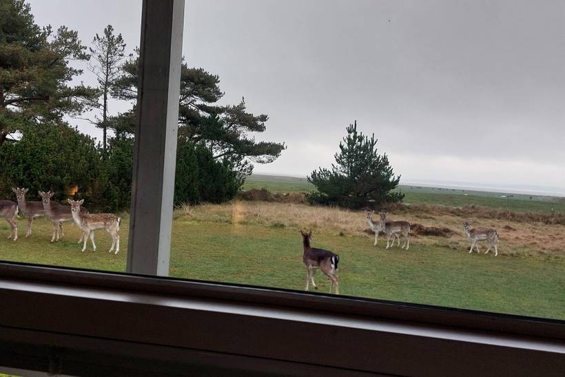 Foto von Ferienhaus QV91 in Ho - Blåvand - Westjütland
