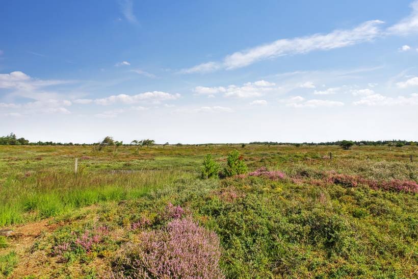 Foto von Ferienhaus RB91 in Kongsmark - Rømø