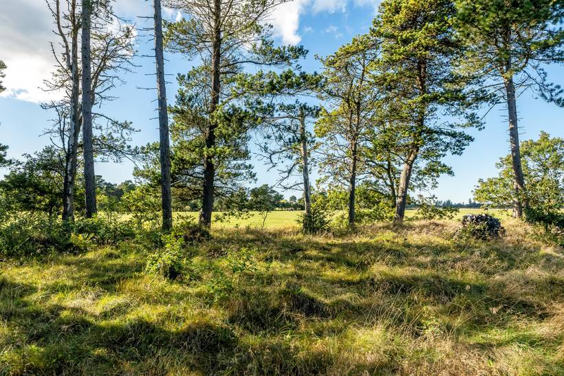 Foto von Ferienhaus RG80 in Ålbæk - Nordjütland Ost