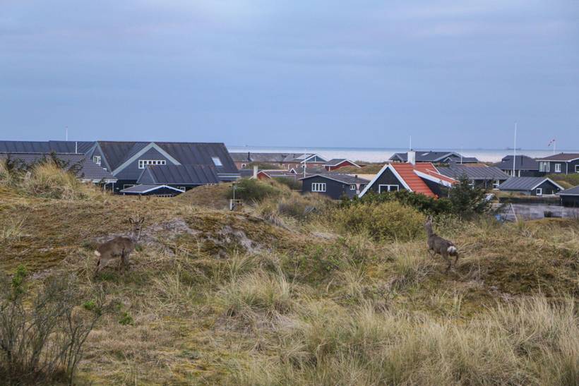 Foto von Ferienhaus RM85 in Rindby - Fanø
