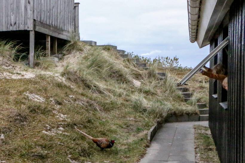Foto von Ferienhaus RM85 in Rindby - Fanø