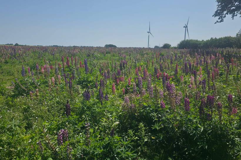 Foto von Ferienhaus RP65 in Næsby - Lolland