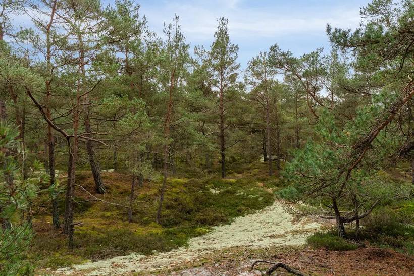 Foto von Ferienhaus RZ34 in Dueodde - Bornholm