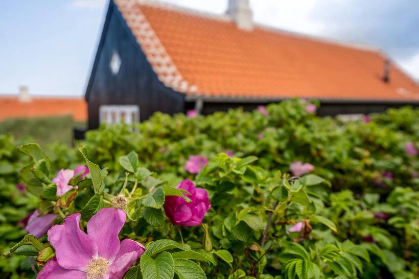 Foto von Ferienhaus SC68 in Gl. - Skagen - Nordjütland