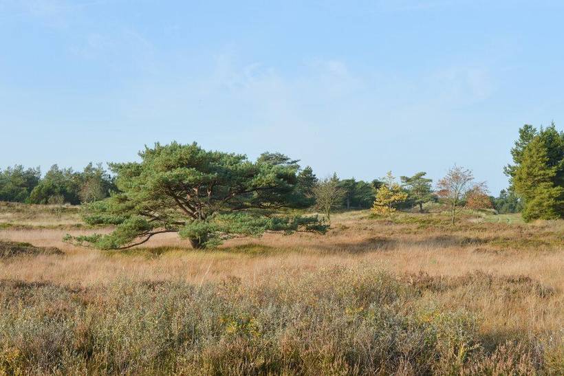 Foto von Ferienhaus SL22 in Kongsmark - Rømø