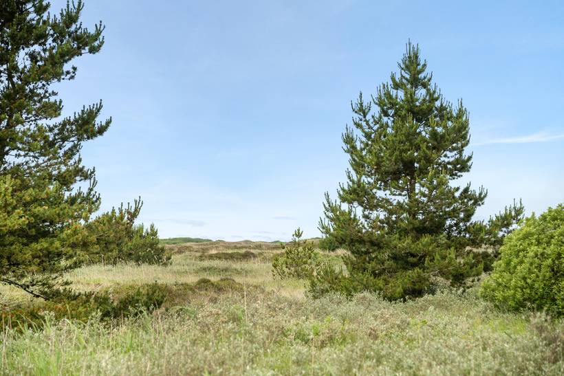 Foto von Ferienhaus SL55 in Kongsmark - Rømø