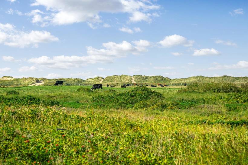 Foto von Ferienhaus SN88 in Lakolk - Rømø