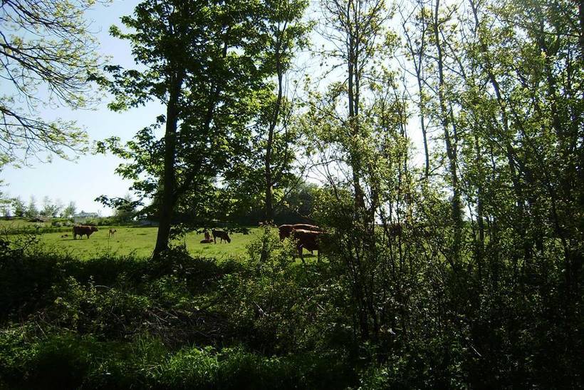 Foto von Ferienhaus SQ43 auf Mors - Thy/Limfjord