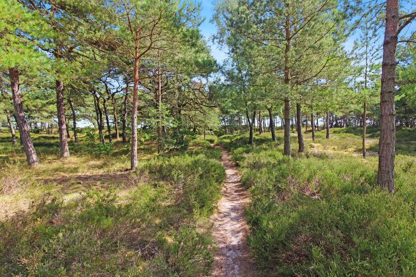 Foto von Ferienhaus SX09 in Dueodde - Bornholm
