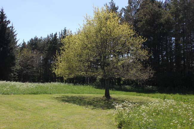 Foto von Ferienhaus SX24 in Svinkløv - Slettestrand - Nordjütland