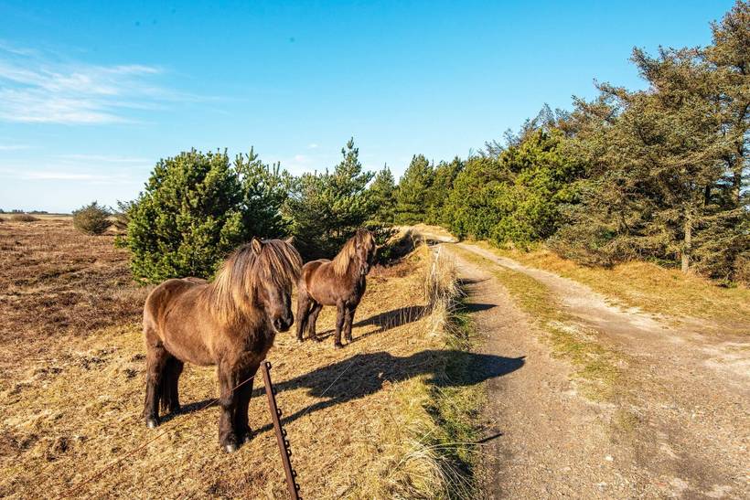 Foto von Ferienhaus TA27 in Langerhuse - Westjütland