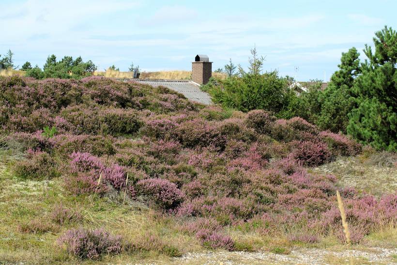Foto von Ferienhaus TE74 in Grærup - Vejers Strand - Westjütland