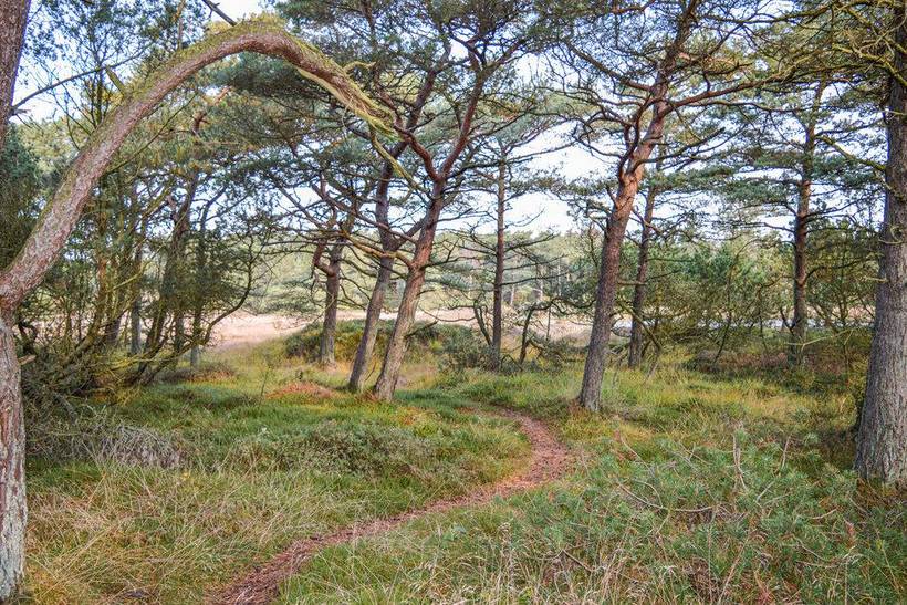 Foto von Ferienhaus TF67 in Sønderstrand - Rømø