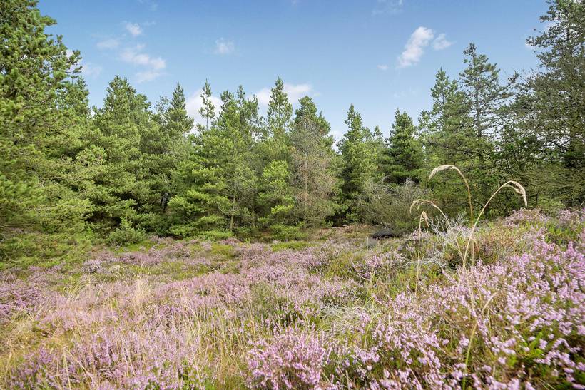 Foto von Ferienhaus TG58 in Bolilmark - Rømø