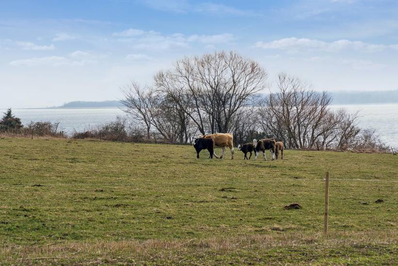 Foto von Ferienhaus TH55 auf Kregme - Nordseeland