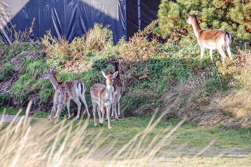Foto von Ferienhaus TH66 in Blåvand - Westjütland