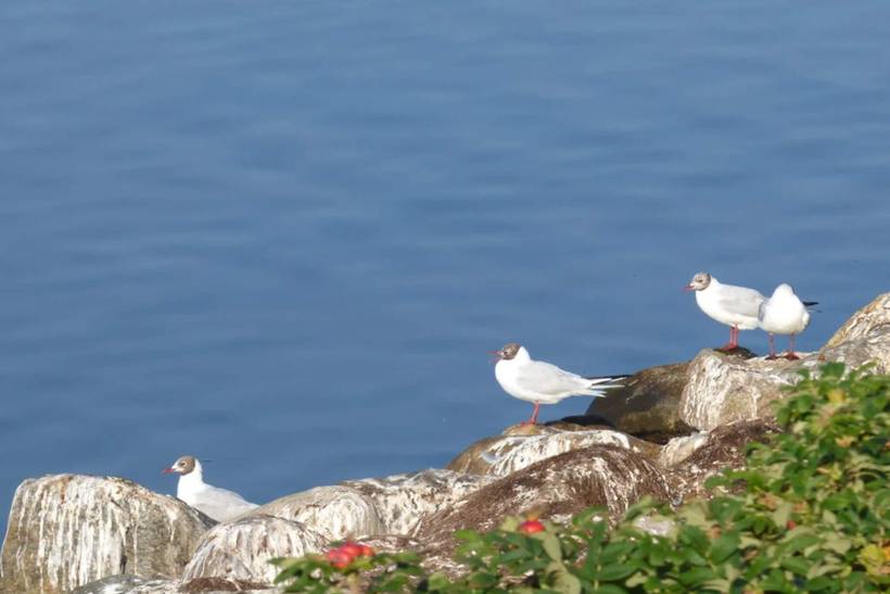 Foto von Ferienhaus TI81 in Lynderup - Thy/Limfjord