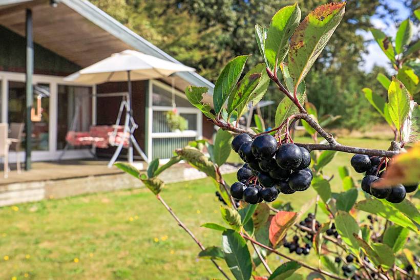 Foto von Ferienhaus TI81 in Lynderup - Thy/Limfjord