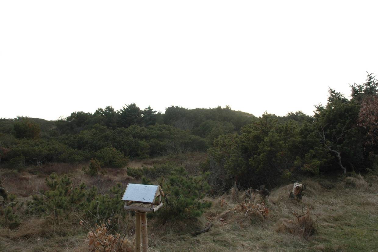 Foto von Ferienhaus TK33 in Grærup - Vejers Strand - Westjütland