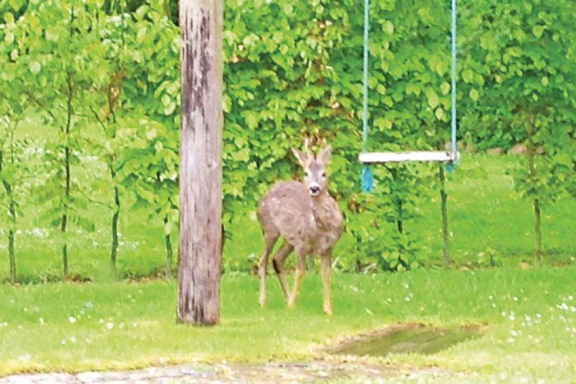 Foto von Ferienhaus TO82 in Nysted - Lolland
