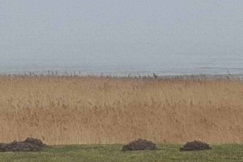 Foto von Ferienhaus TQ29 in Kongsmark - Rømø