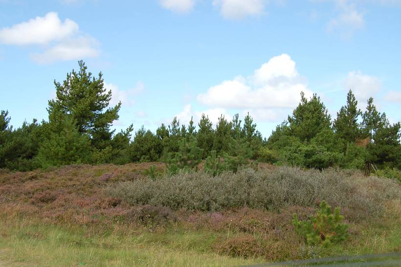 Foto von Ferienhaus TS26 in Bolilmark - Rømø