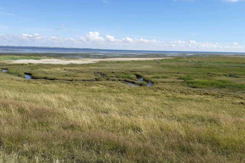 Foto von Ferienhaus TX15 in Kongsmark - Rømø