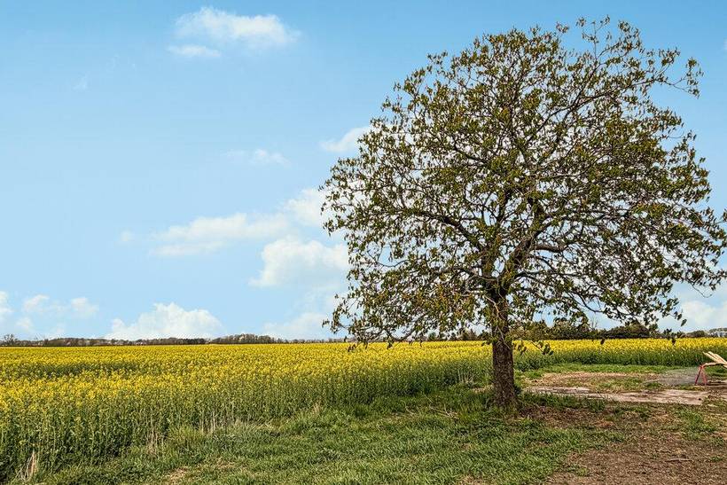 Foto von Ferienhaus TZ03 in Dueodde - Bornholm