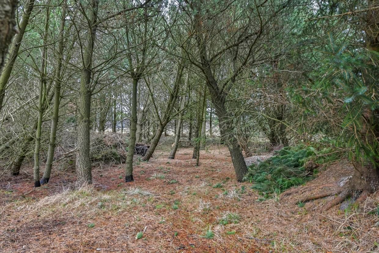 Foto von Ferienhaus TZ36 in Blåvand - Westjütland