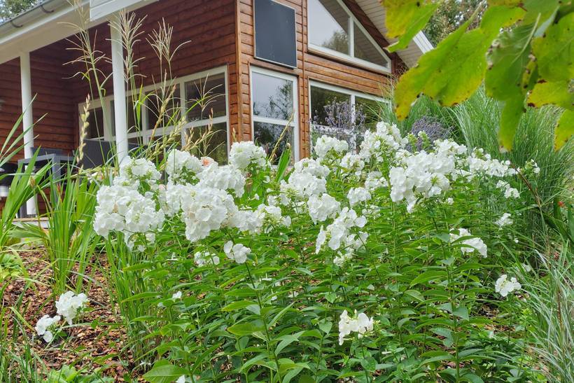 Foto von Ferienhaus TZ81 in Hvalpsund - Thy/Limfjord