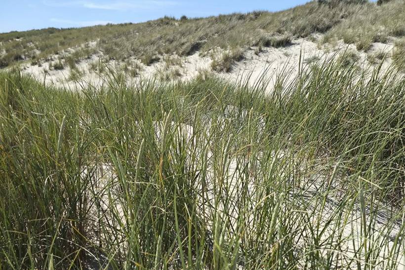 Foto von Ferienhaus UA36 in Ålbæk - Skagen - Nordjütland