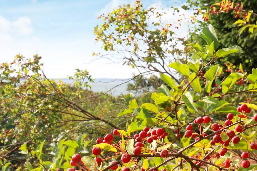 Foto von Ferienhaus UE79 in Hostrup - Thy/Limfjord
