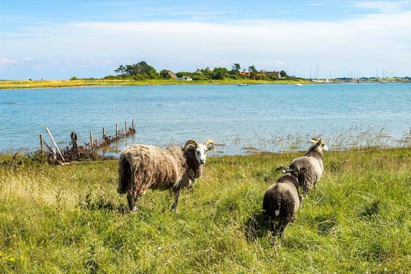 Foto von Ferienhaus UN90 auf Syd - Samsø