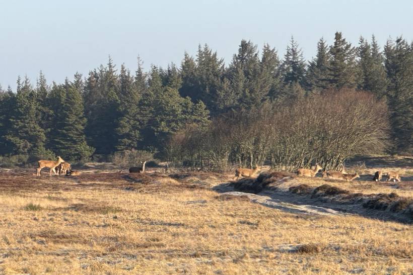 Foto von Ferienhaus UO68 in Vejers Strand - Westjütland