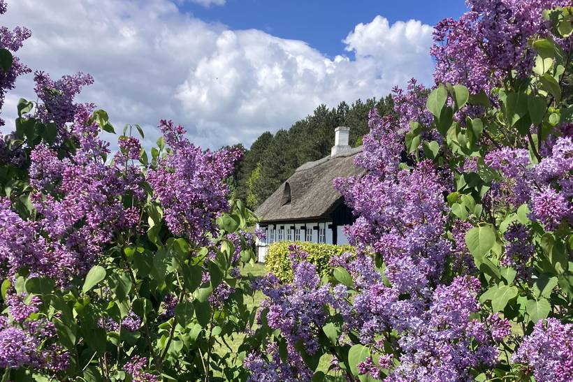 Foto von Ferienhaus UP48 in Knebel - Mols - Ostjütland
