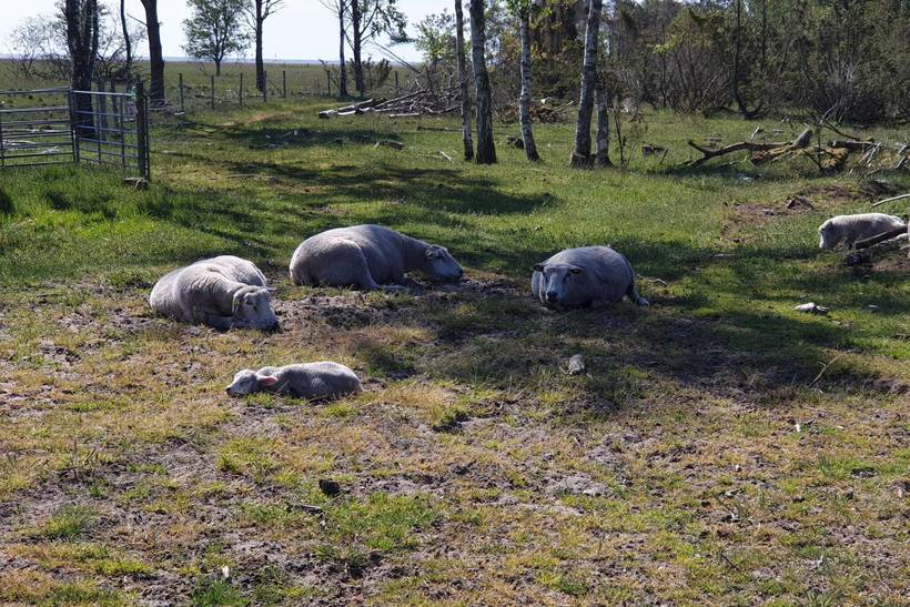 Foto von Ferienhaus UR80 in Øster Hurup - Nordjütland Ost
