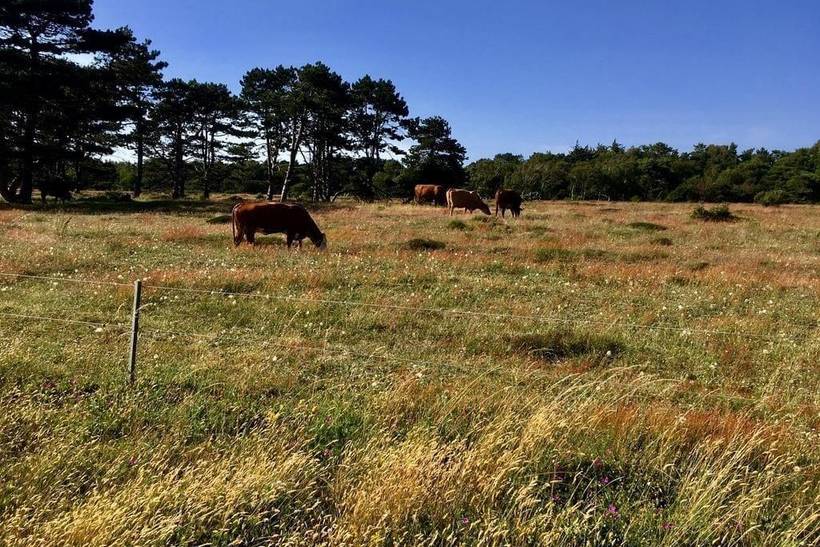 Foto von Ferienhaus US84 in Sjællands Odde - Westseeland