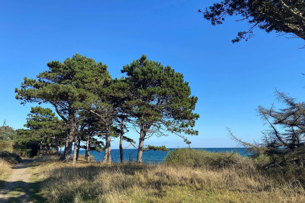 Foto von Ferienhaus UT58 in Helgenæs - Mols - Ostjütland