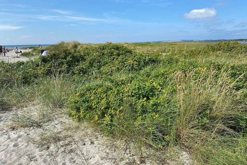 Foto von Ferienhaus UT83 in Sejerø Bugt - Westseeland