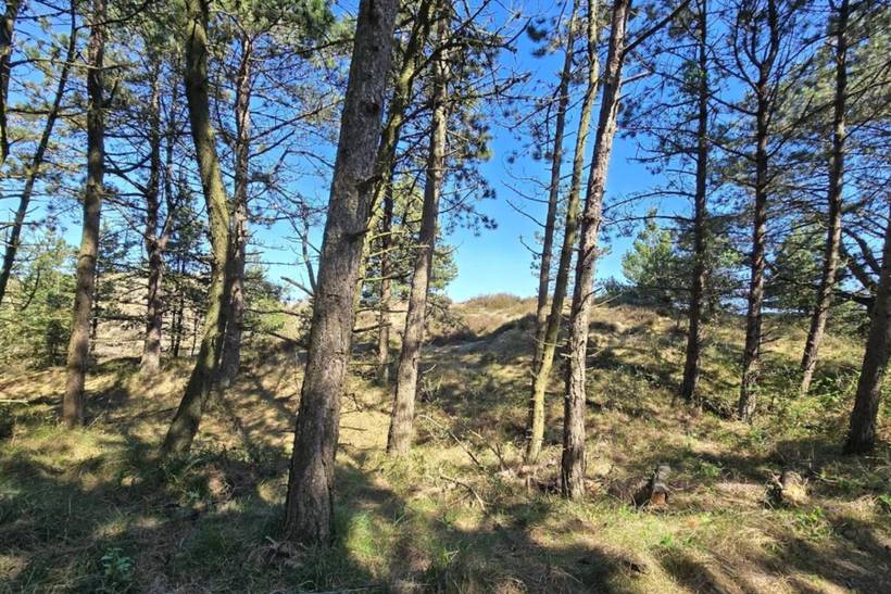 Foto von Ferienhaus WO15 in Kongsmark - Rømø