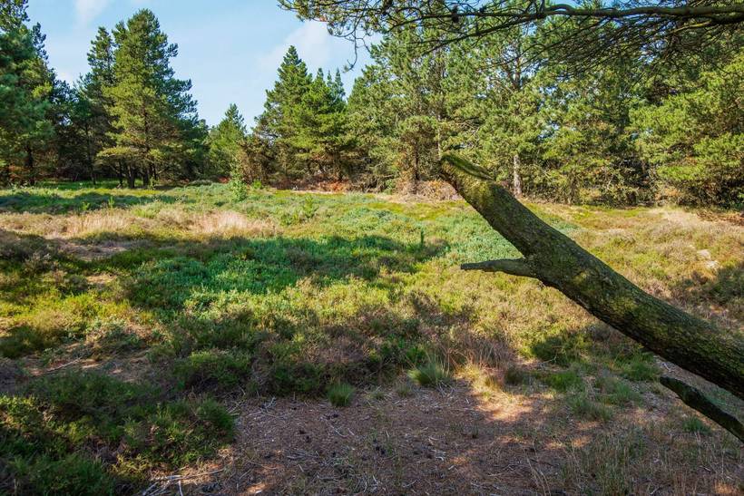 Foto von Ferienhaus WO15 in Kongsmark - Rømø