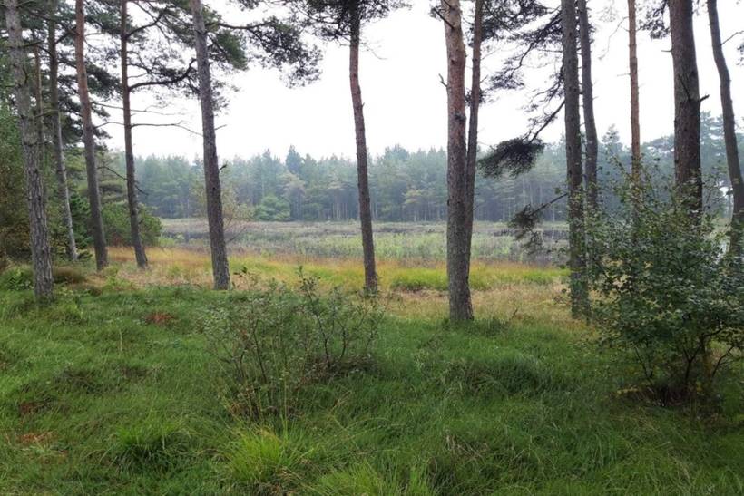 Foto von Ferienhaus WO15 in Kongsmark - Rømø
