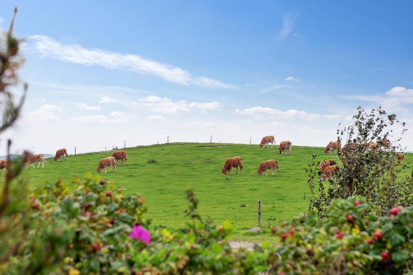 Foto von Ferienhaus WQ78 in Begtrup Vig - Mols - Ostjütland
