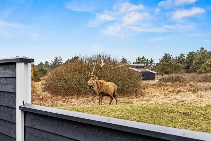 Foto von Ferienhaus WR93 in Vejers Strand - Westjütland