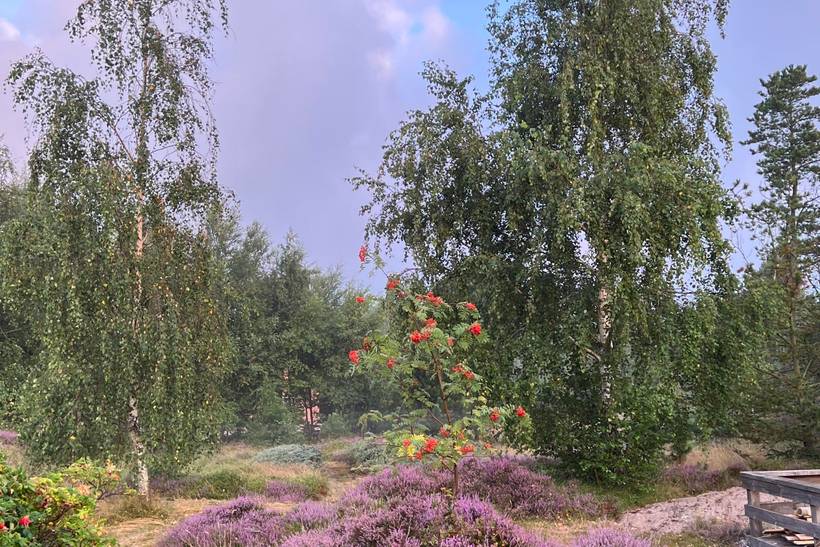 Foto von Ferienhaus WR94 in Toftum - Rømø